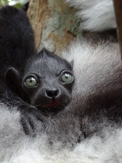 DSC01457.JPG - Baby Indri indri