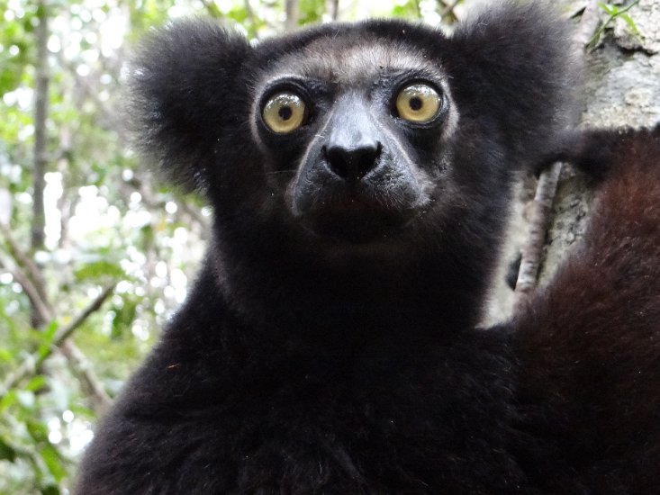 DSC01464.JPG - Indri indri (Réserve Privée Palmarium, Canal des Pangalanes)