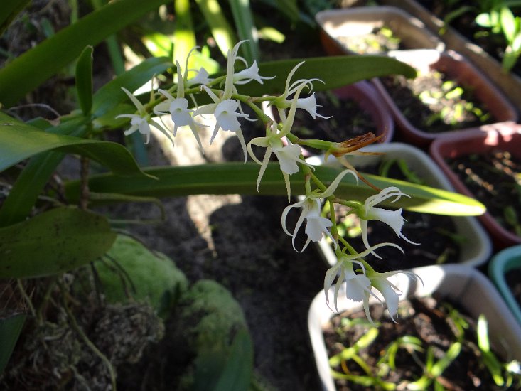 DSC01592.JPG - Orchidee