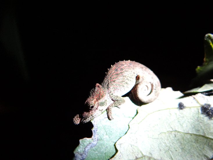 DSC01949.JPG - Kameleon