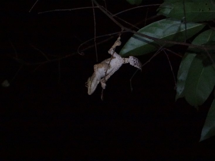 DSC01952.JPG - Gekko hangend in de boom