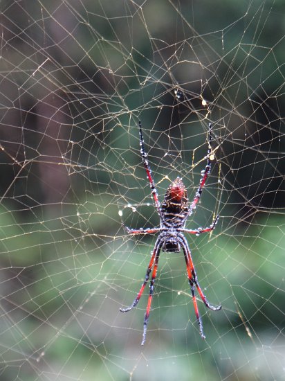 DSC01991.JPG - Golden Silk Orb-Weaver