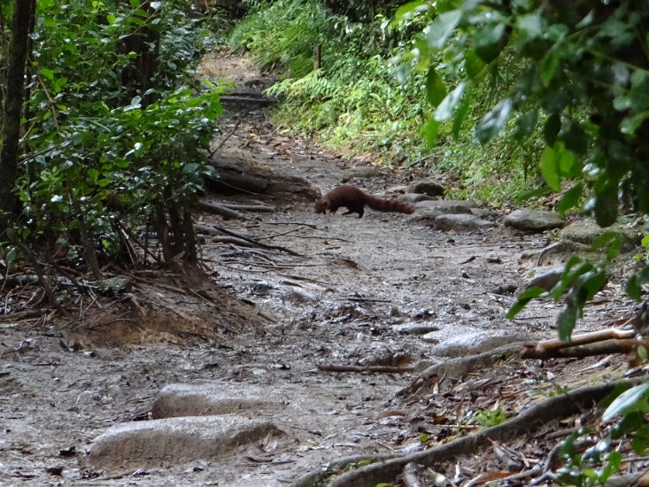 DSC02002.JPG - ring tailed mongoose