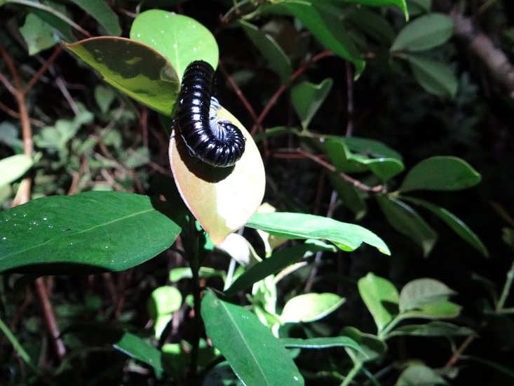 DSC02067.JPG - Black millipede /  zwarte duizendpoot