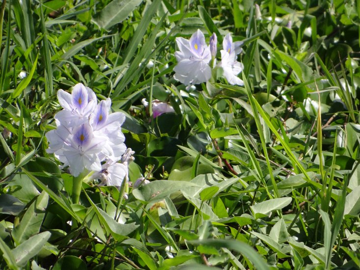 DSC02193.JPG - bloemen