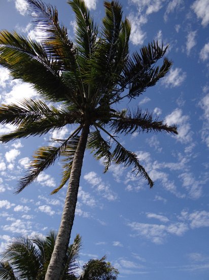 DSC02233.JPG - Palmboom