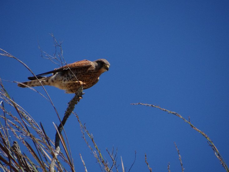 DSC02352.JPG - Madagascar Kestrel