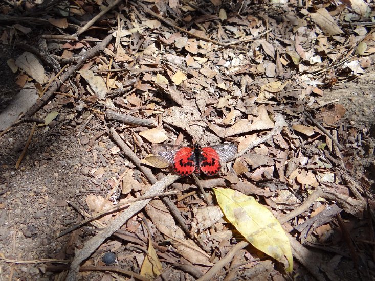 Dsc02609.jpg - Red clear-wing butterfly 