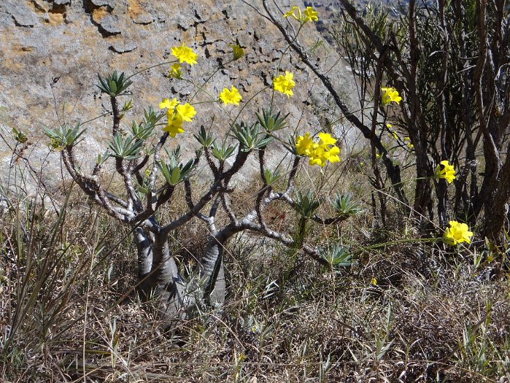 Dsc02858.jpg - Olifantsvoet  (Isalo reserve)