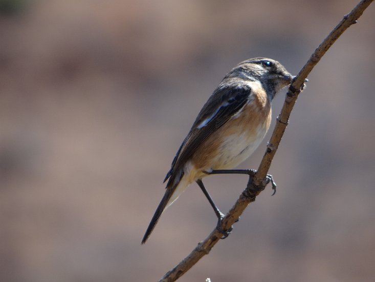 Dsc02914.jpg - (Isalo reserve)