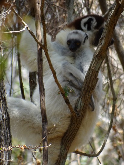 Dsc02960.jpg - Sifaka met jong ( Zombitse special )