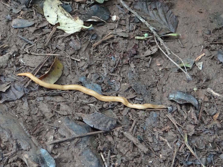 Dsc03205.jpg - Gele worm met een platte kop