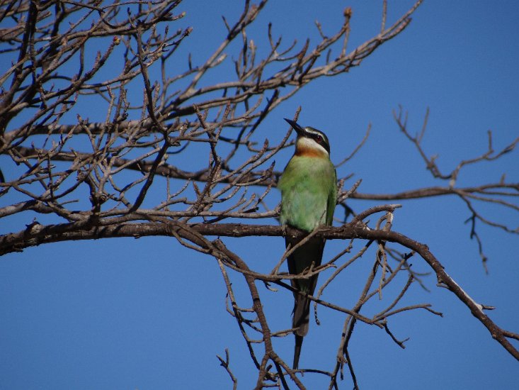 Dsc03430.jpg - bee eaters / bijen eter