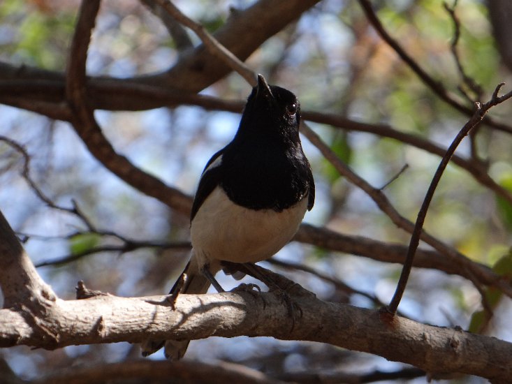 Dsc03431.jpg - magpie robin