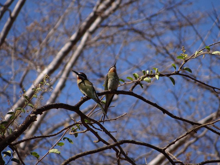 Dsc03436.jpg - bee eaters