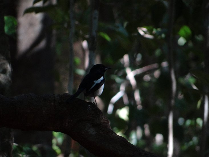 Dsc03538.jpg - magpie robin