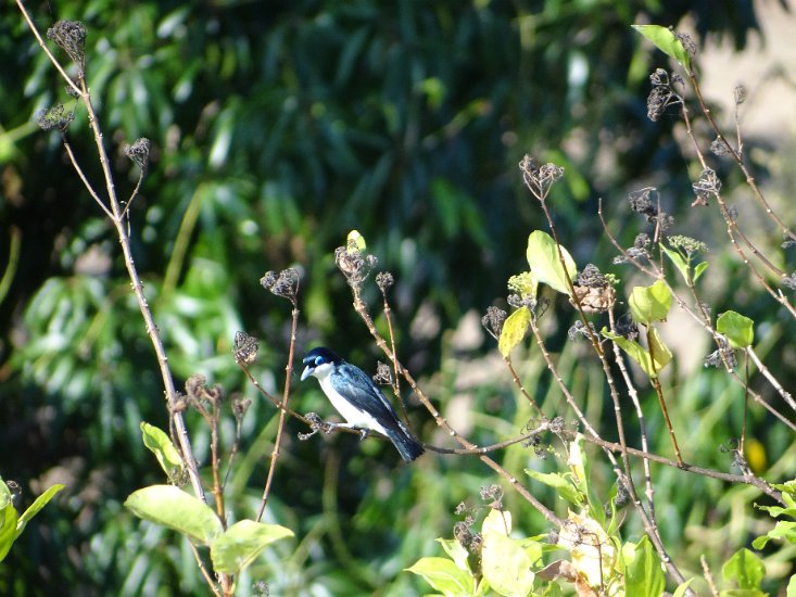Dsc03571.jpg - Vogel (Nosy be)