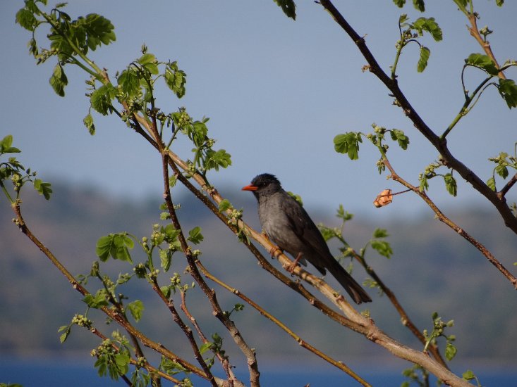 Dsc03575.jpg - Vogel (Nosy be)