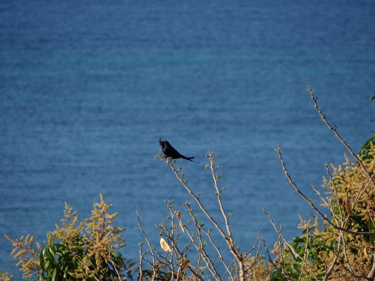 Dsc03579.jpg - kuifdrongo (Dicrurus forficatus)