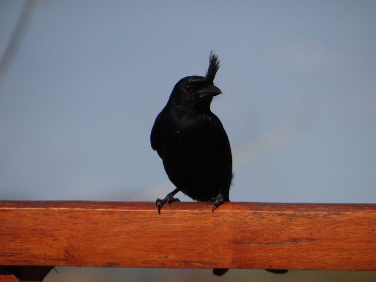 Dsc03606.jpg - kuifdrongo (Dicrurus forficatus)