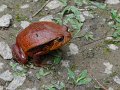 DSC00601