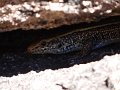 Dsc02683