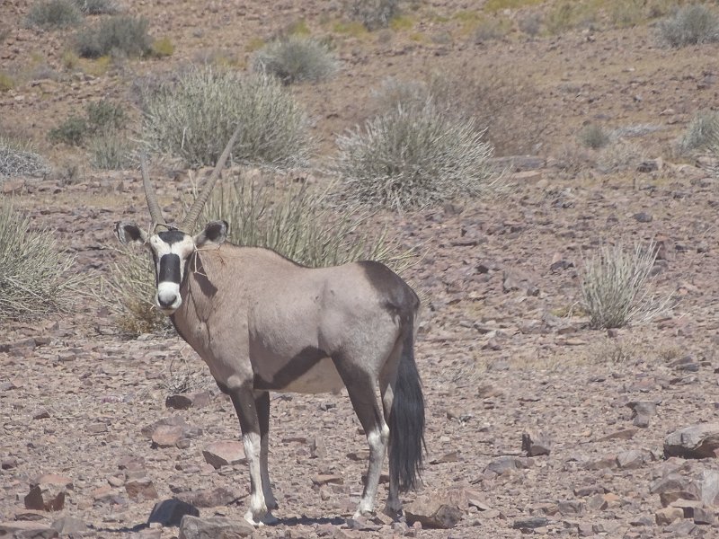 DSC05578.JPG - Spiesbok