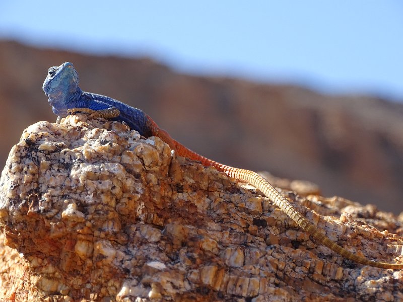DSC05663.JPG - Agama