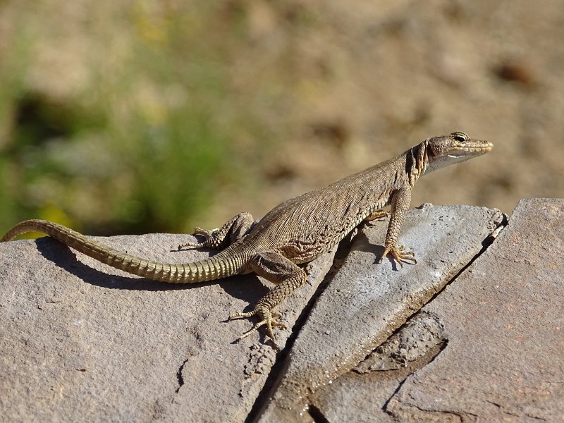 DSC05683.JPG - Hagedis