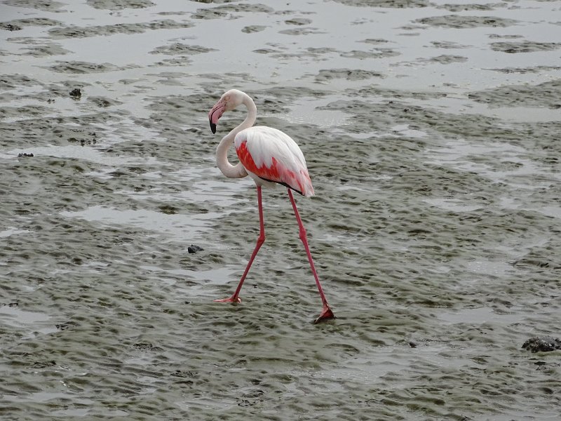 DSC06056.JPG - Flamingo