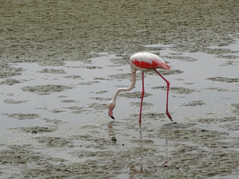 DSC06058.JPG - Flamingo