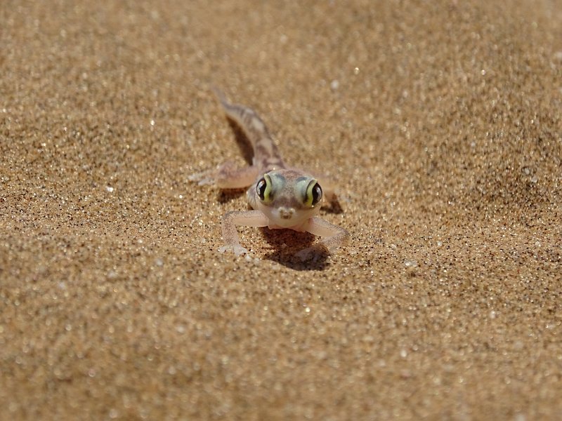DSC06231.JPG - Palmato Gecko