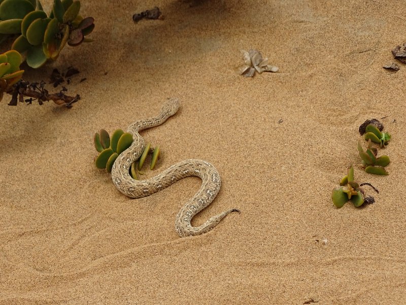 DSC06286.JPG - Sidewinder