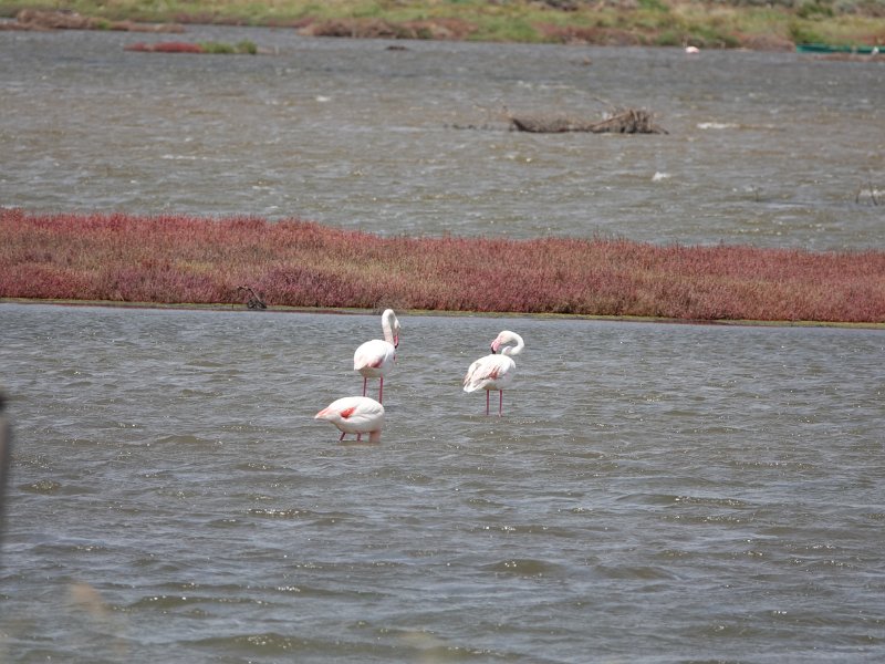 DSC00371.JPG - Flamingo's