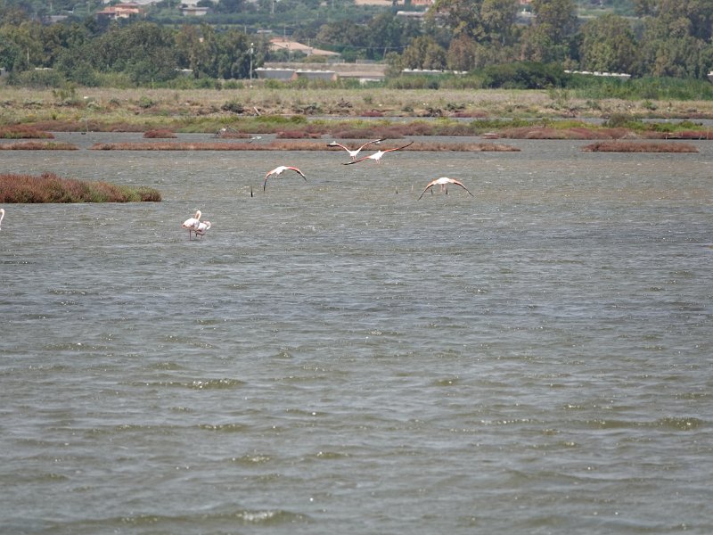 DSC00377.JPG - Flamingo's