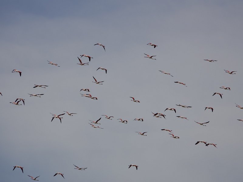 DSC00630.JPG - Flamingo's