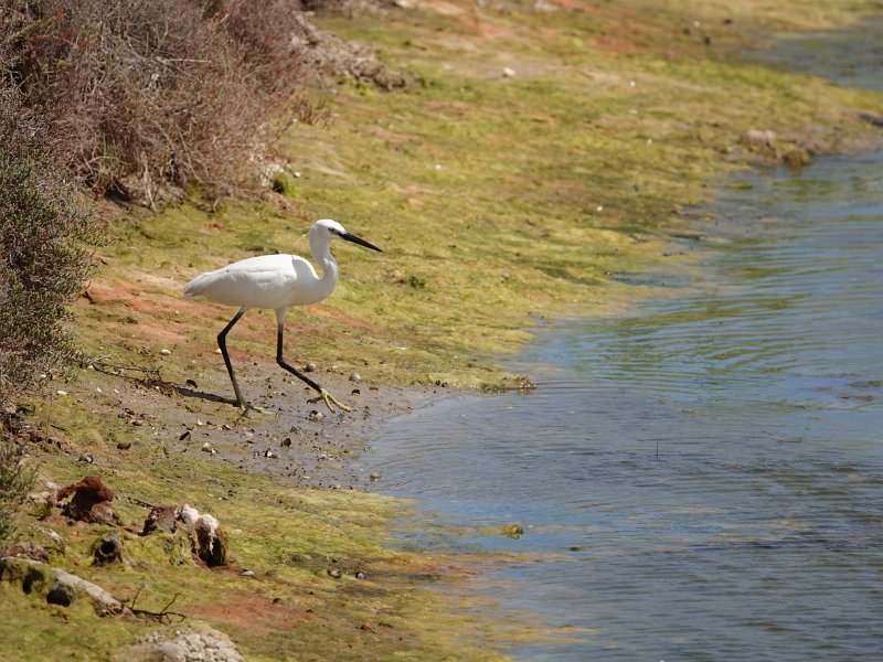 DSC00662.JPG - Witte reiger