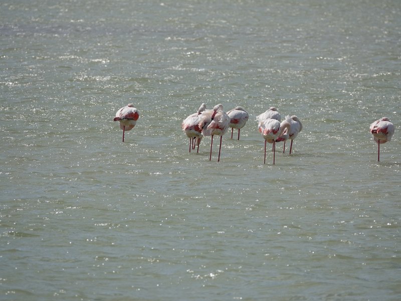 DSC00687.JPG - Flamingo's