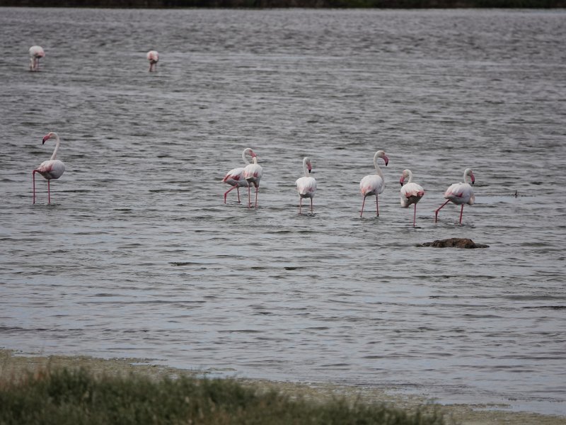 DSC00714.JPG - Flamingo's