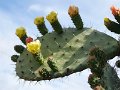 Cactusbloemen1