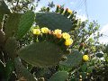 Catusbloemen