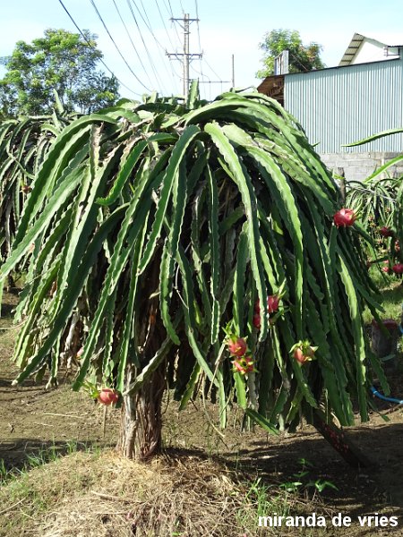 drakenfruit (1).JPG