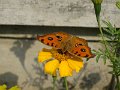 DSC00630