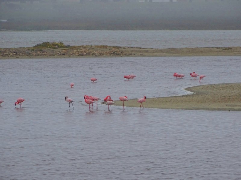 DSC05390.JPG -                                Flamingo